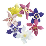 Aquilegia hybrid. Sp...