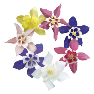 Aquilegia hybrid. Sp...