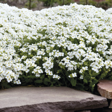 Arabis caucasica Cat...