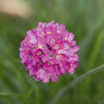 Armeria maritima Mor...
