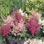 Astilbe arendsii Ast...