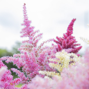 Astilbe arendsii Rha...