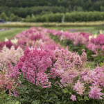 Astilbe arendsii Sho...