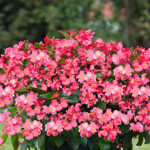 Begonia Ben. BIG Del...