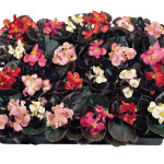 Begonia Semp. Cockta...
