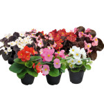 Begonia Semp. CoolNi...
