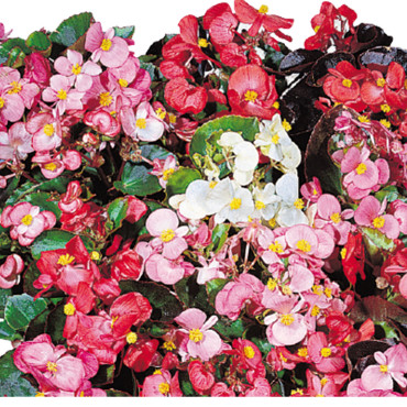 Begonia Semp. Organd...