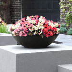 Begonia Semp. Nightl...