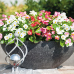 Begonia Semp. Sprint...