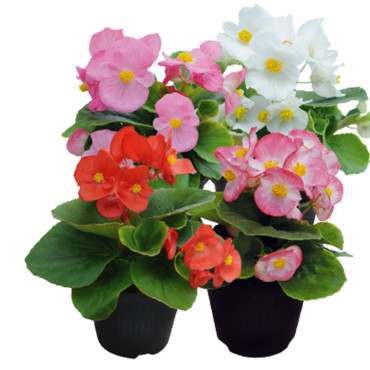 Begonia Semp. Super ...