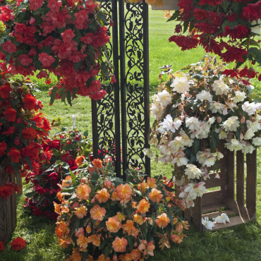 Begonia T. Illuminat...