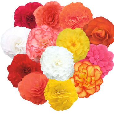 Begonia T. Nonstop...