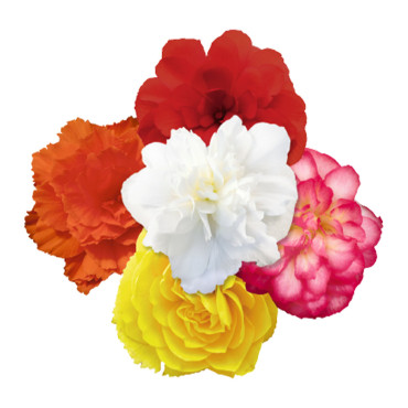 Begonia T. Nonstop® ...