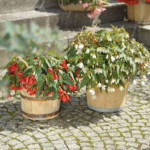 Begonia hyb. Funky...