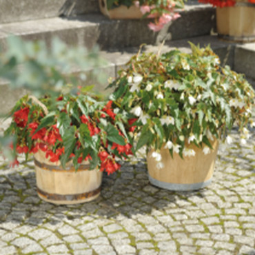 Begonia hyb. Funky...