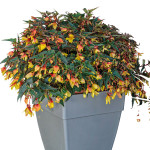 Begonia Bol. Groovy...