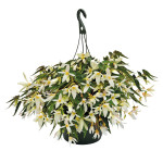 Begonia Bol. Sun Cit...