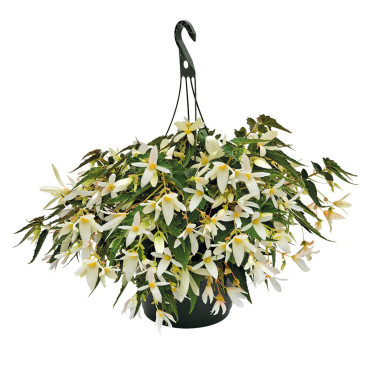 Begonia Bol. Sun Cit...