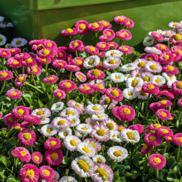 Bellis perennis Spee...