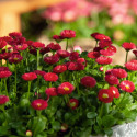 Bellis perennis Speedstar Plus