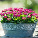 Bellis perennis Speedstar Plus