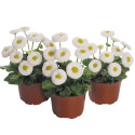 Bellis perennis Speedstar Plus