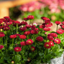 Bellis perennis Tasso