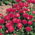 Bellis perennis Tasso