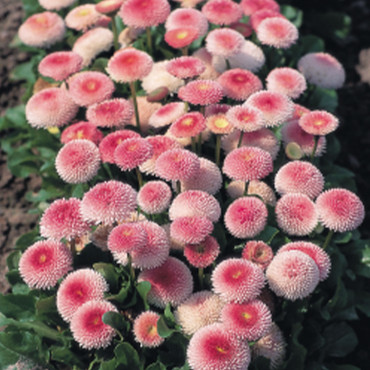 Bellis perennis Tass...