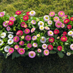 Bellis perennis Bell...
