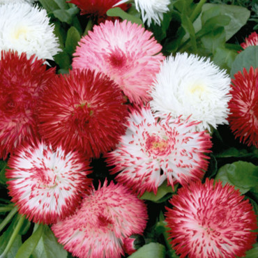 Bellis perennis Haba...