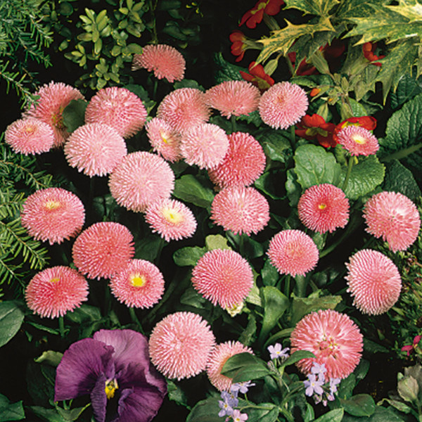 Bellis perennis Roggli