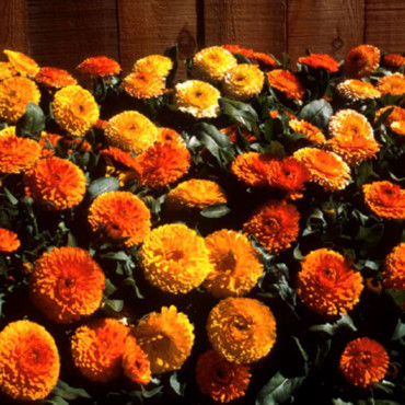 Calendula Offi. Bon ...