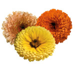 Calendula Offi. Touc...