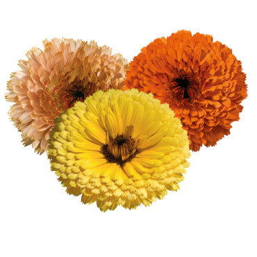 Calendula Offi. Touc...