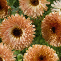 Calendula Offi. Touch of Red
