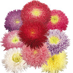 Callistephus chinens...