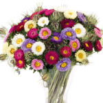 Callistephus chinens...