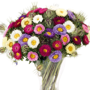 Callistephus chinens...