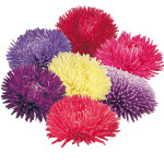 Callistephus chinens...