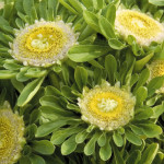 Callistephus chinens...