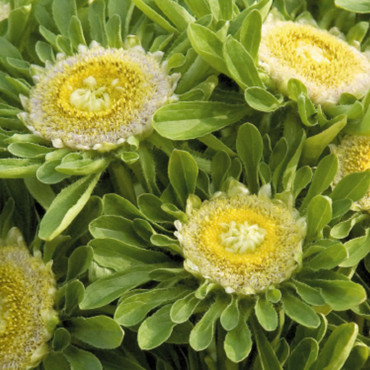 Callistephus chinens...