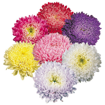 Callistephus chinens...