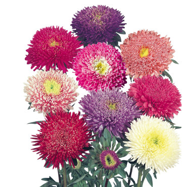 Callistephus chinens...