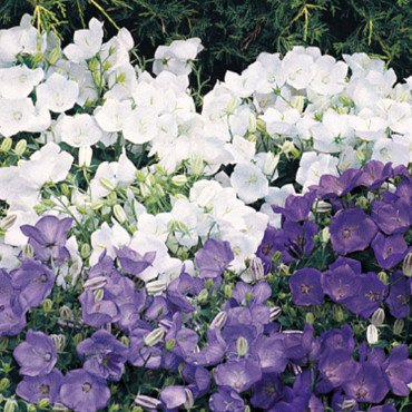 Campanula carp. Clip...