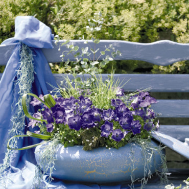 Campanula carp. Pear...