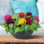 Celosia cristata Bra...