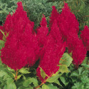 Celosia plumosa Fresh Look