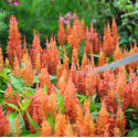 Celosia plumosa Fresh Look