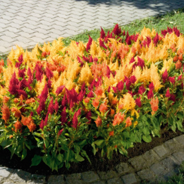 Celosia plumosa Fres...
